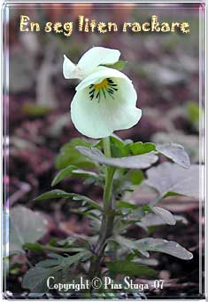 A tough little pansy!